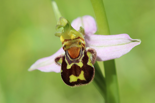 40 Weird Flowers That Will Definitely Blow Your Mind