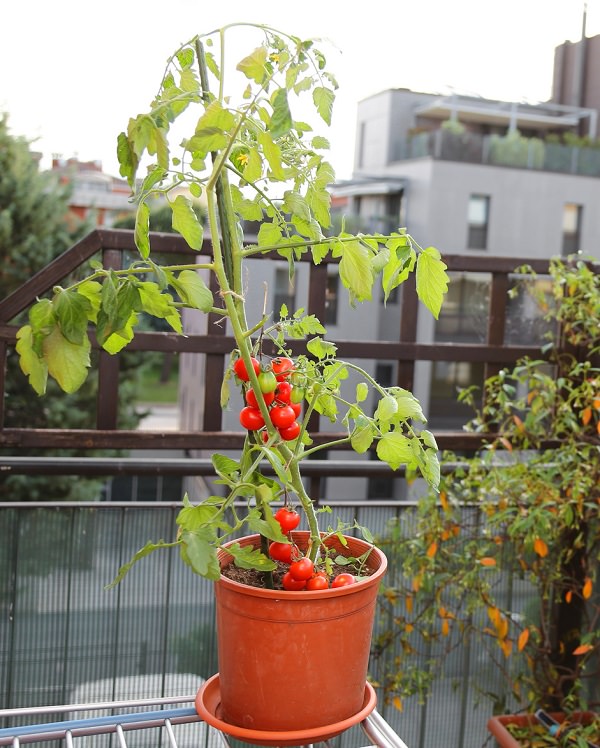 Location tip for growing tomato in a container