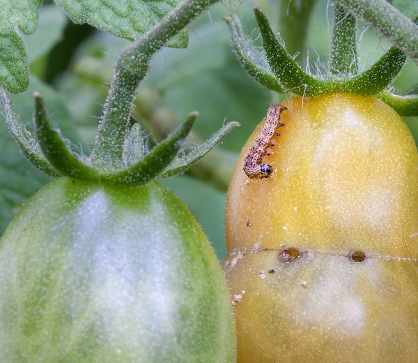 care tips for growing tomatoes in containers