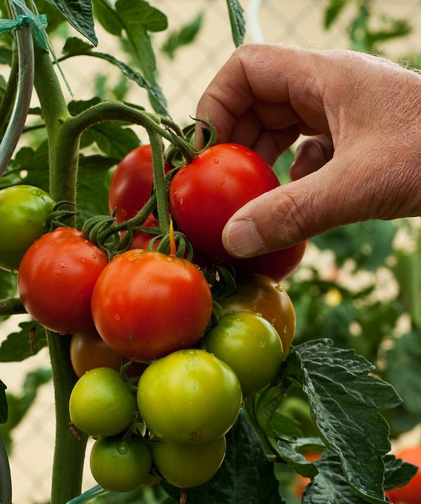 Harvesting tips for growing tomato in containers