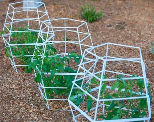 Tomatoes cages