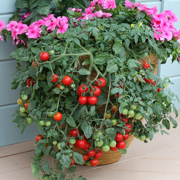 Best varieties tips for growing tomato in containers