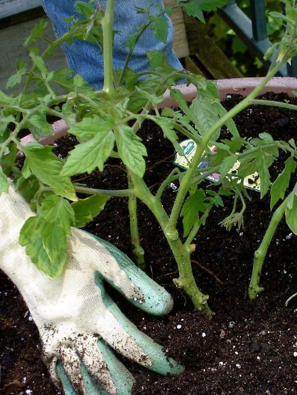 how to properly plant tomato in containers