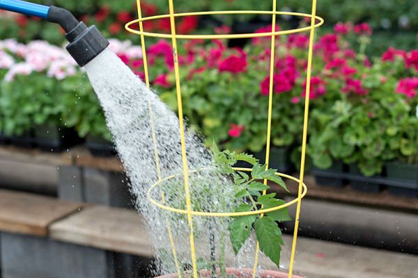 Watering tomato in containers properly