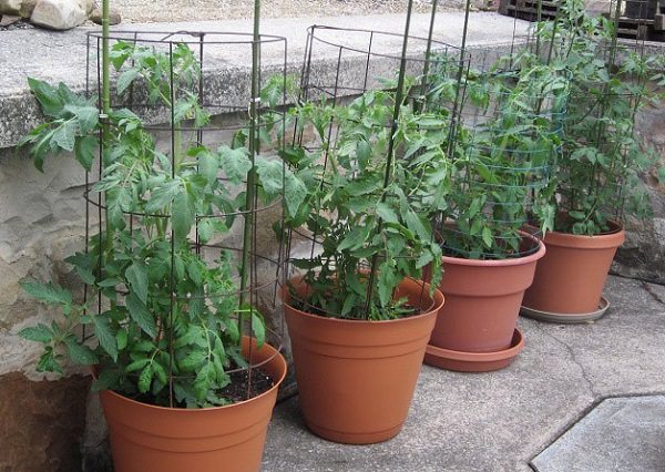 Supproting tips for growing tomato in containers