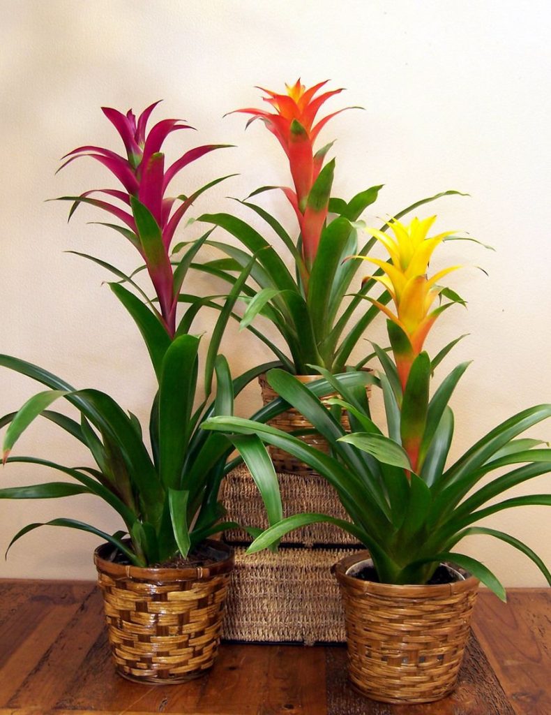 Bromeliads Plants that don't need light