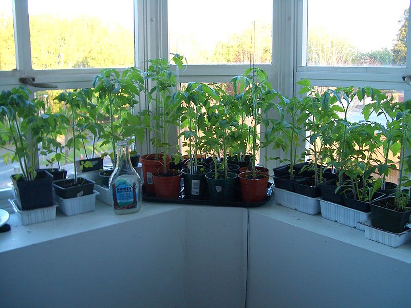 the-right-Container-fort windowsill indoor tomatoes