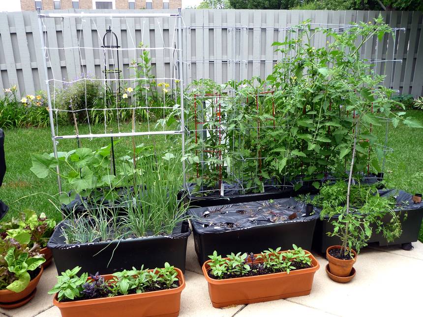 earth boxes tomato self-watering planters