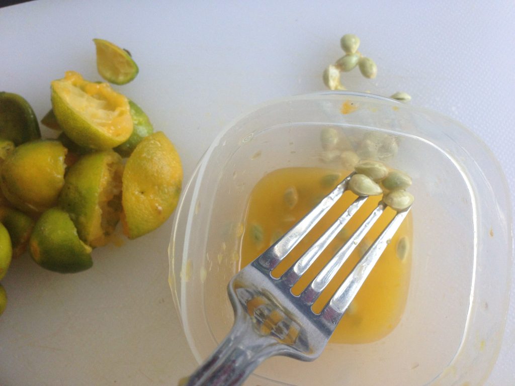 Growing Calamansi from seeds