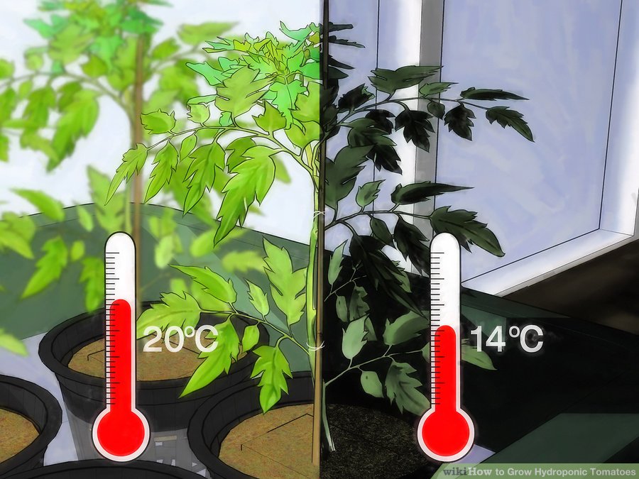 Grow-Hydroponic-Tomatoes
