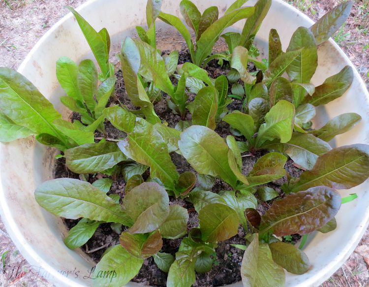 Growing-Lettuce-in-Containers-