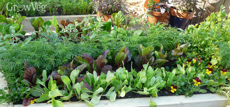 LEAFY GREENS in raised beds