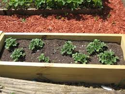 Potatoes in raised beds