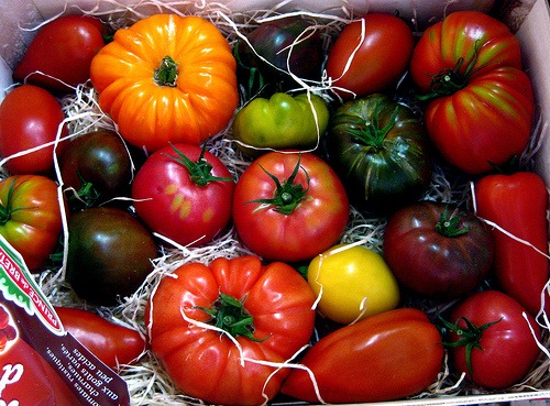 different windowsill indoor tomato varieties