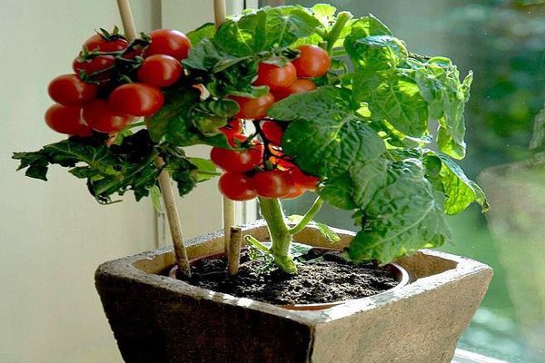 adding support to tomatoes