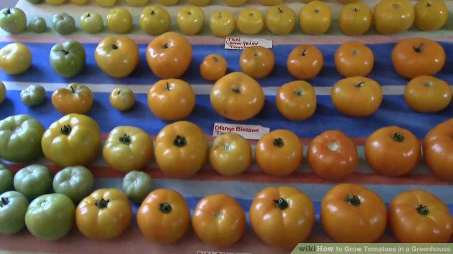 tomato varieties for growing in a greenhouse