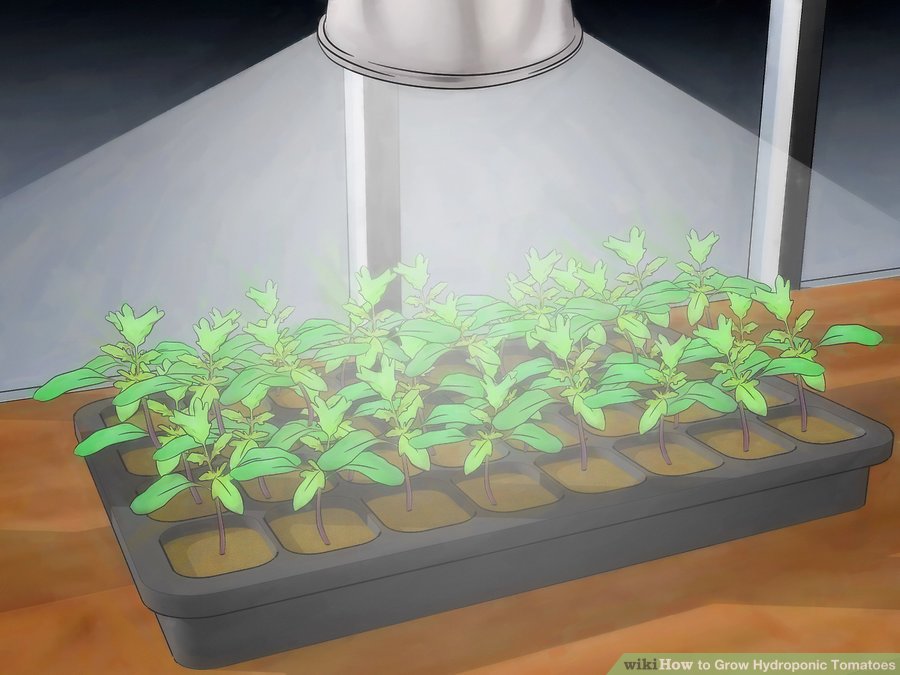 artificial light for growing hydroponic tomatoes