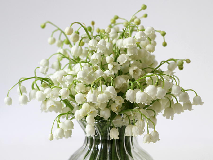  Lily of the valley