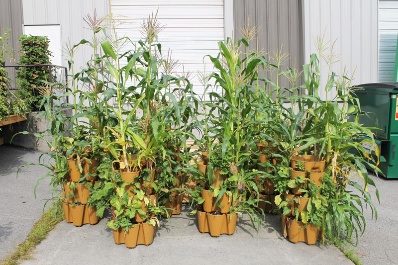 Growing Corn In Containers The Successful 7 Steps Guide