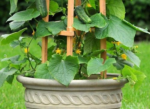 growing cucumbers vertically