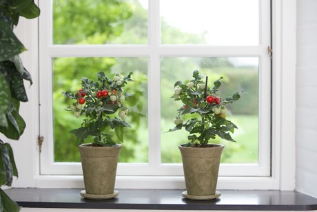 tomatoes on a windowsill