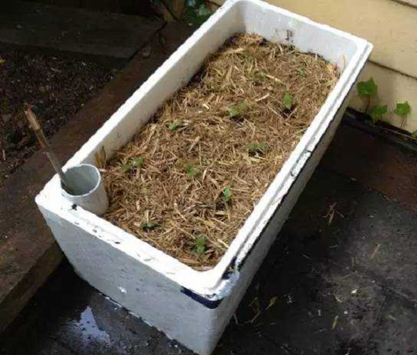 Self Watering Foam Box container