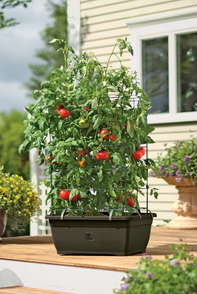 Self-watering tomato planter