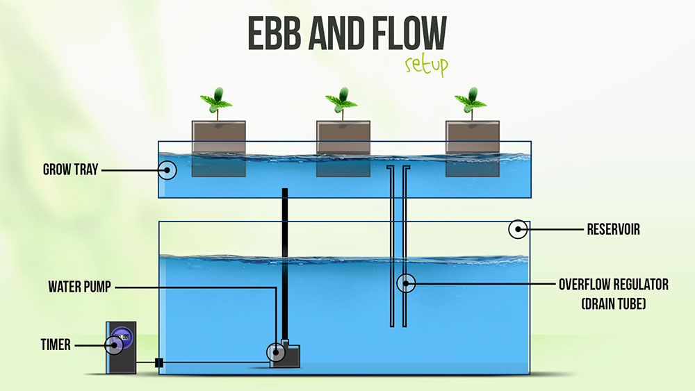 How to grow tomatoes in ebb flow hydroponic system