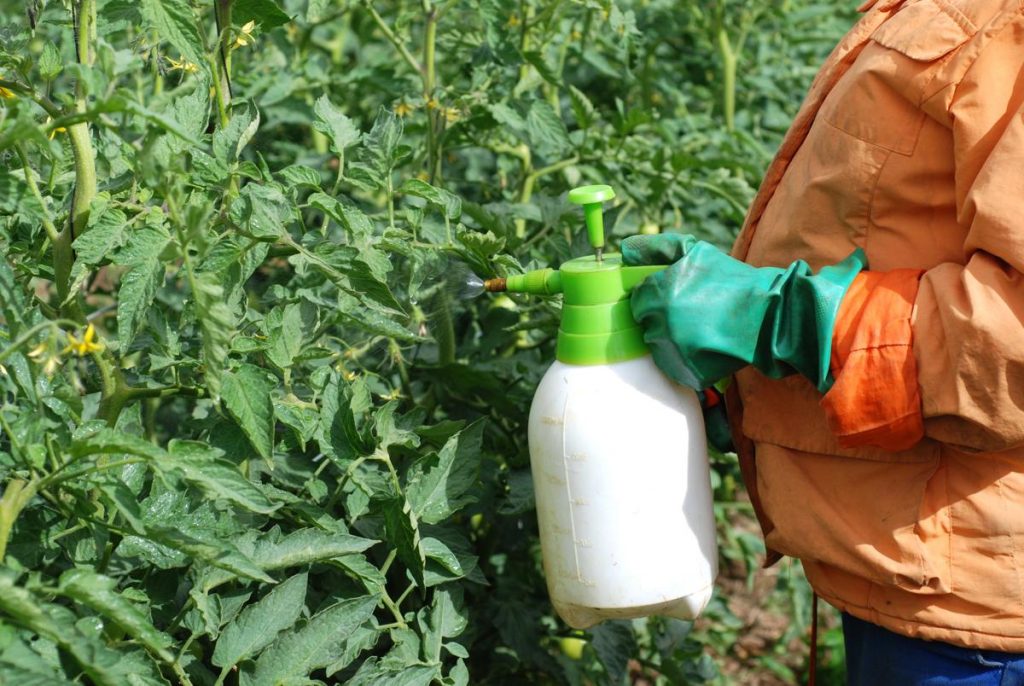 fertilizing brandwine tomatoes