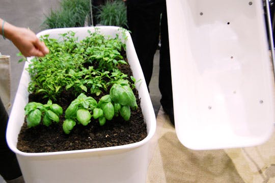 Food map self watering container