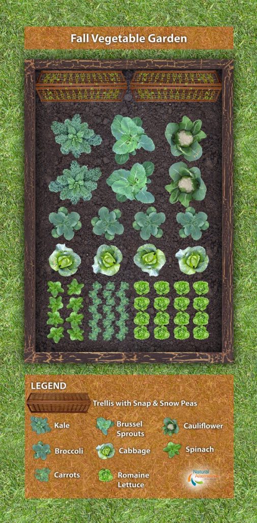 Fall Vegetable Garden Plan