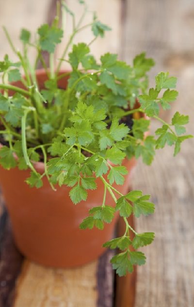 growing-cilantro-in-pot