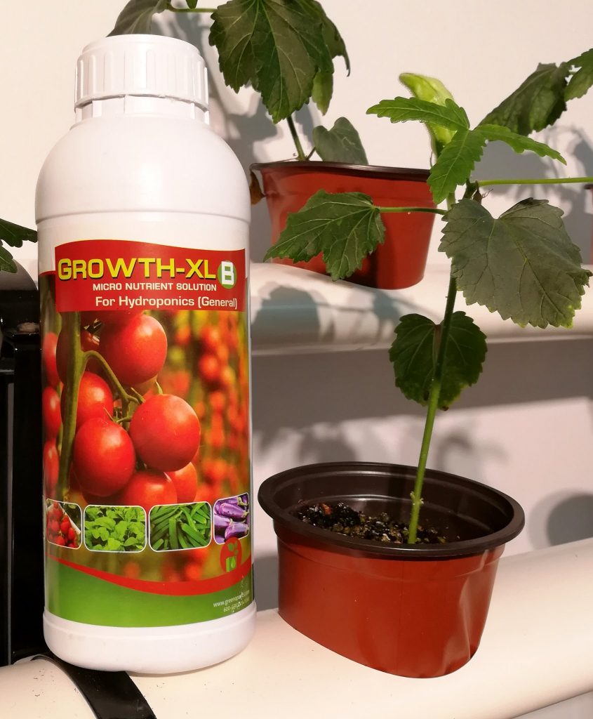 Fertilizers for growing hydroponic tomatoes