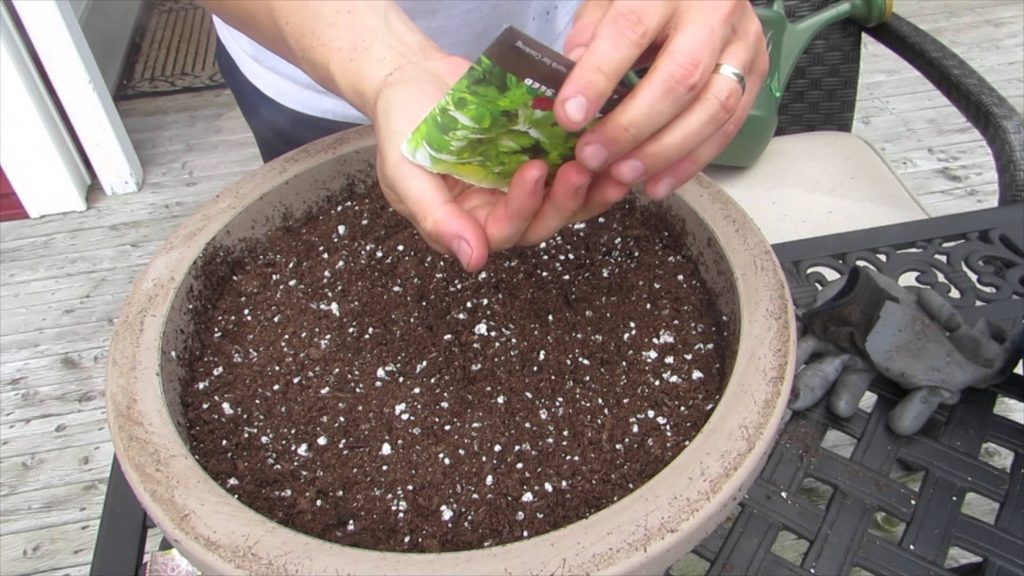 how to plant cilantro in containers