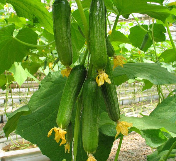 growing cucumbers vertically