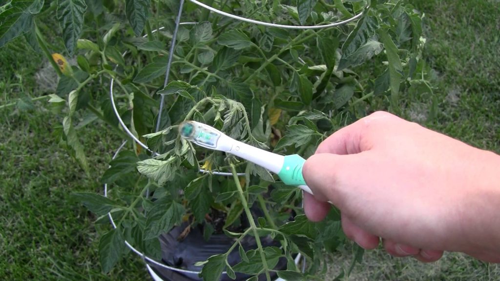 pollinating hydroponic tomatoes