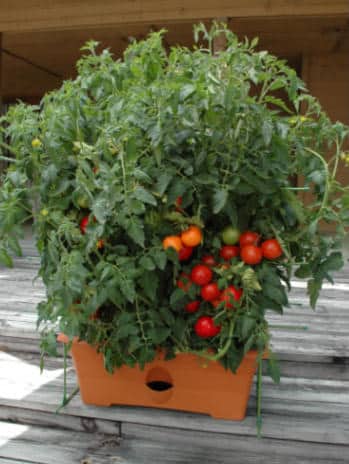 the growbox tomato self-watering planter