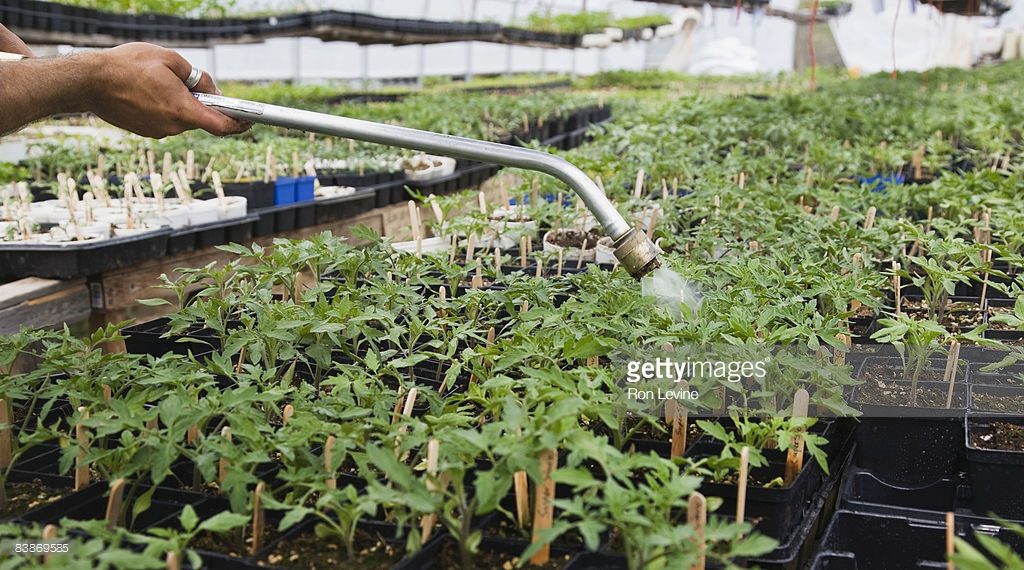 watering brandywine tomatoes