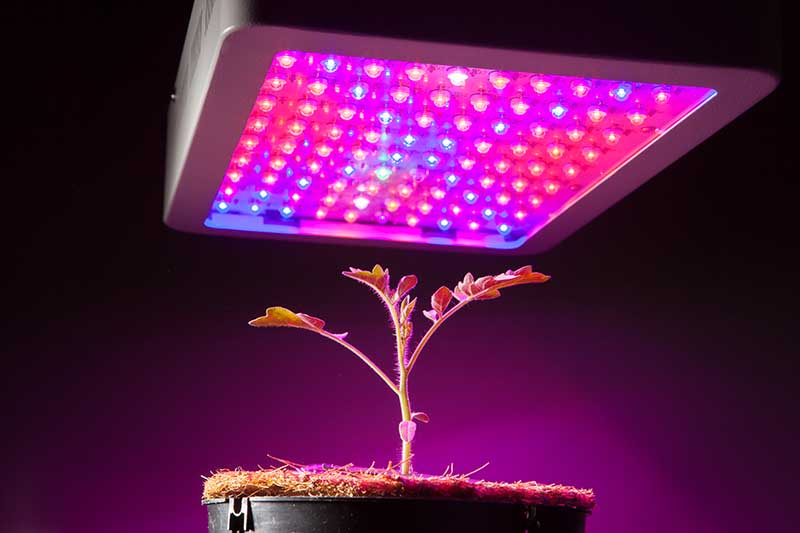 artificial light for growing hydroponic tomatoes