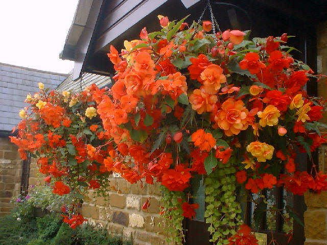 Begonia-in-hanging-basket