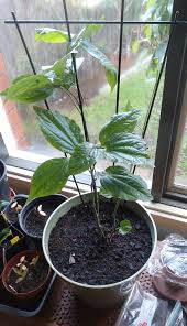 Betel Leaf Plant on a wondow