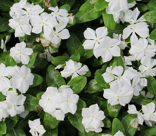 Catharanthus rosea