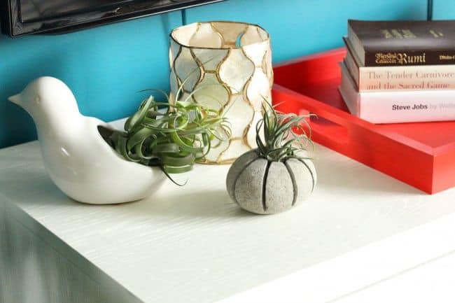 Console Table Display With Air Plants
