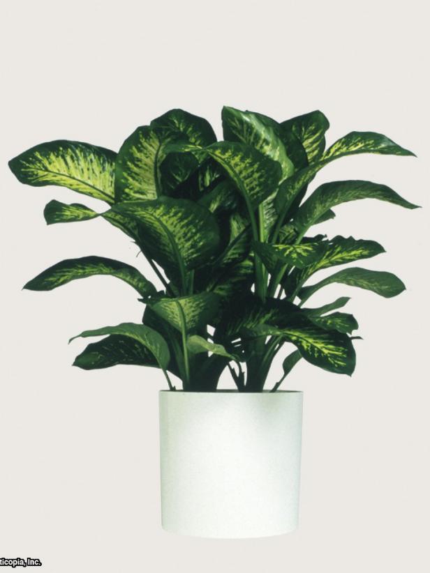 Dieffenbachia Amonena