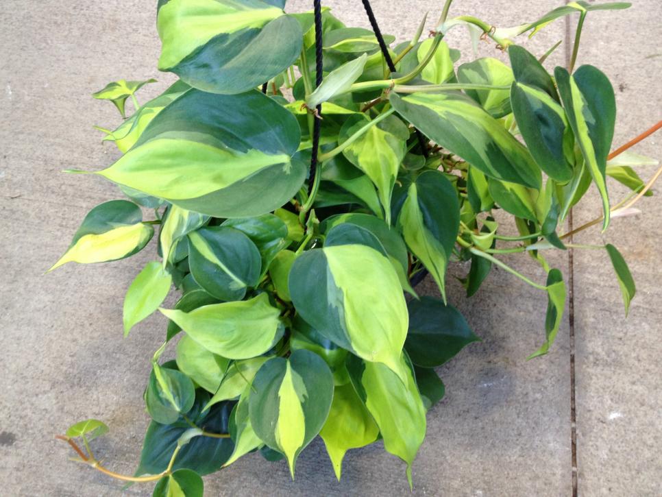 Heartleaf Philodendron