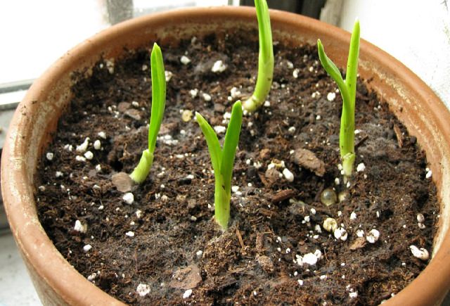 How to Grow Garlic Indoors