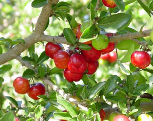 How to Grow the barbados cherry tree