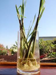 How to grow lemongrass 