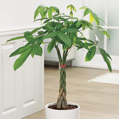 Money tree plant care