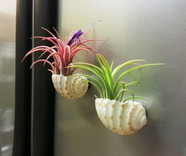 Mounted Sea Shells air plants display